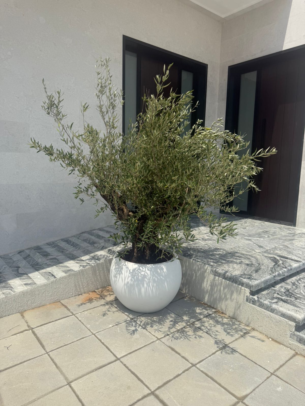 Thick Aged Trunk Olive Tree - Fiber Pot 2M