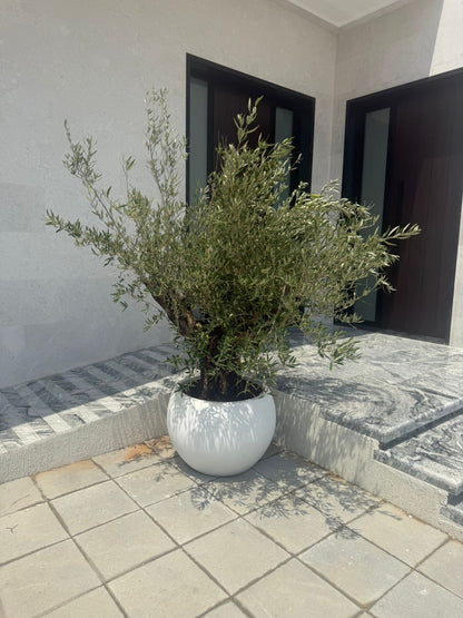 Thick Aged Trunk Olive Tree - Fiber Pot 2M