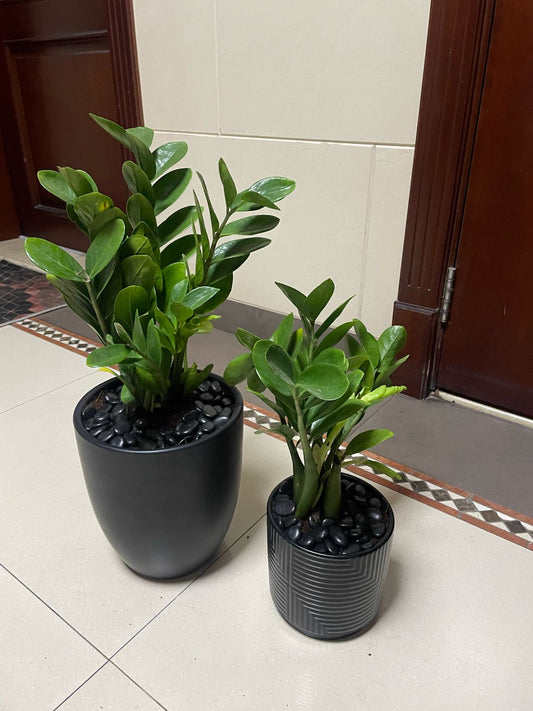 ZZ - Zamia - Bundle