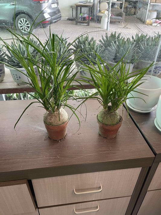 Pony tail in Nursery Pot Each