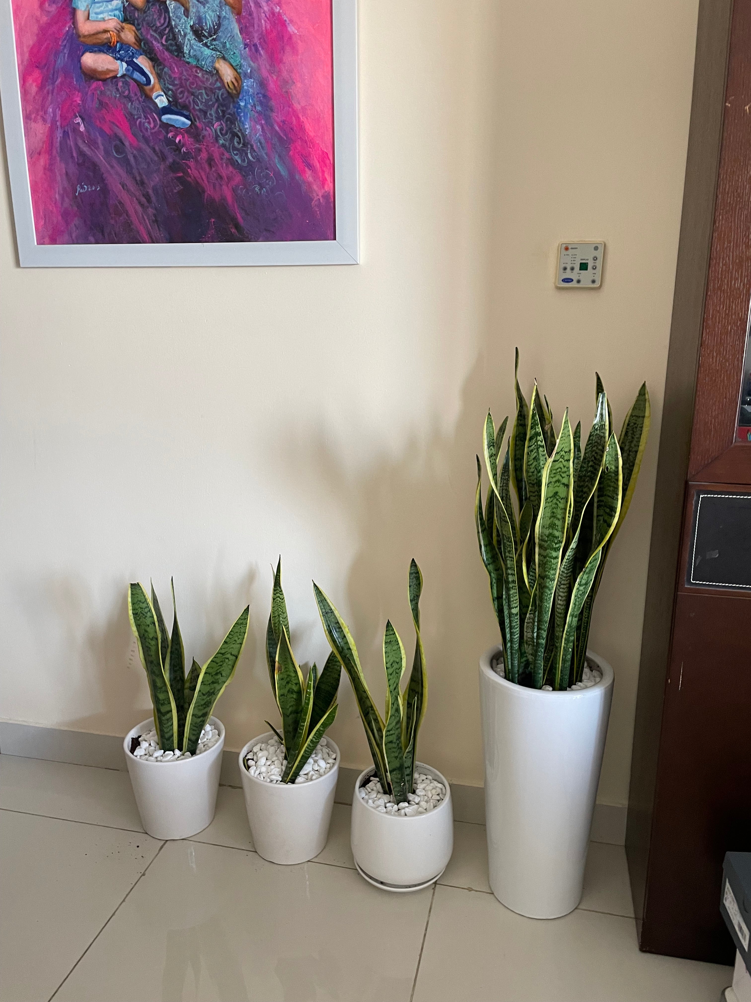 4 Snake Plants Bundle