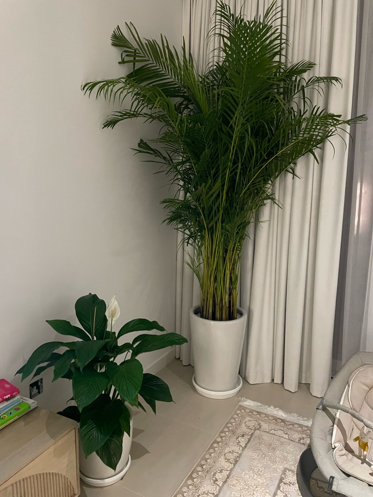 Giant Areca Palm & Peace Lily Bundle