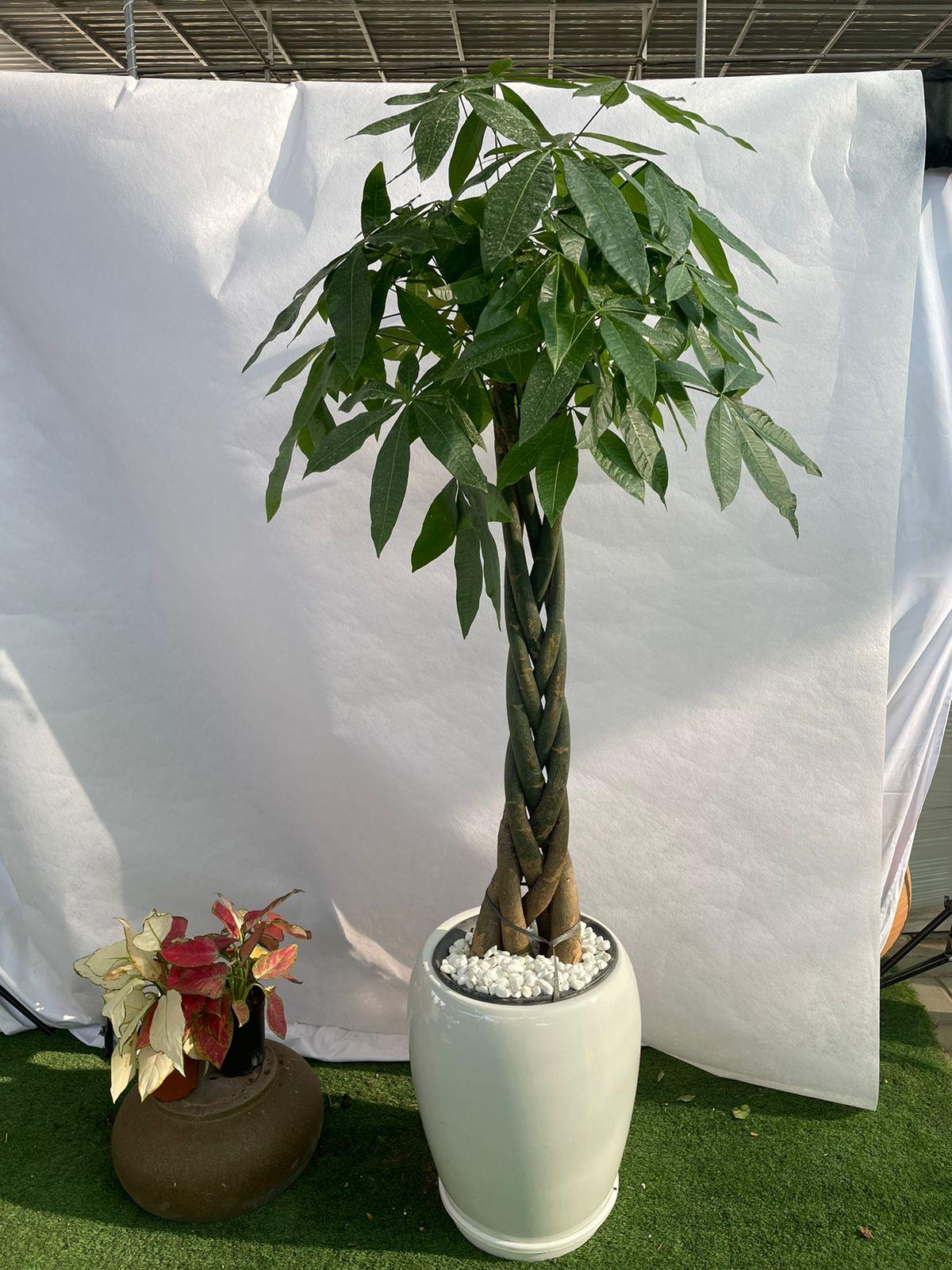 Twisted Pachira - Money Plant