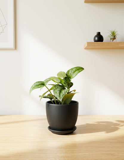 Aglaonema - Ceramic Pot