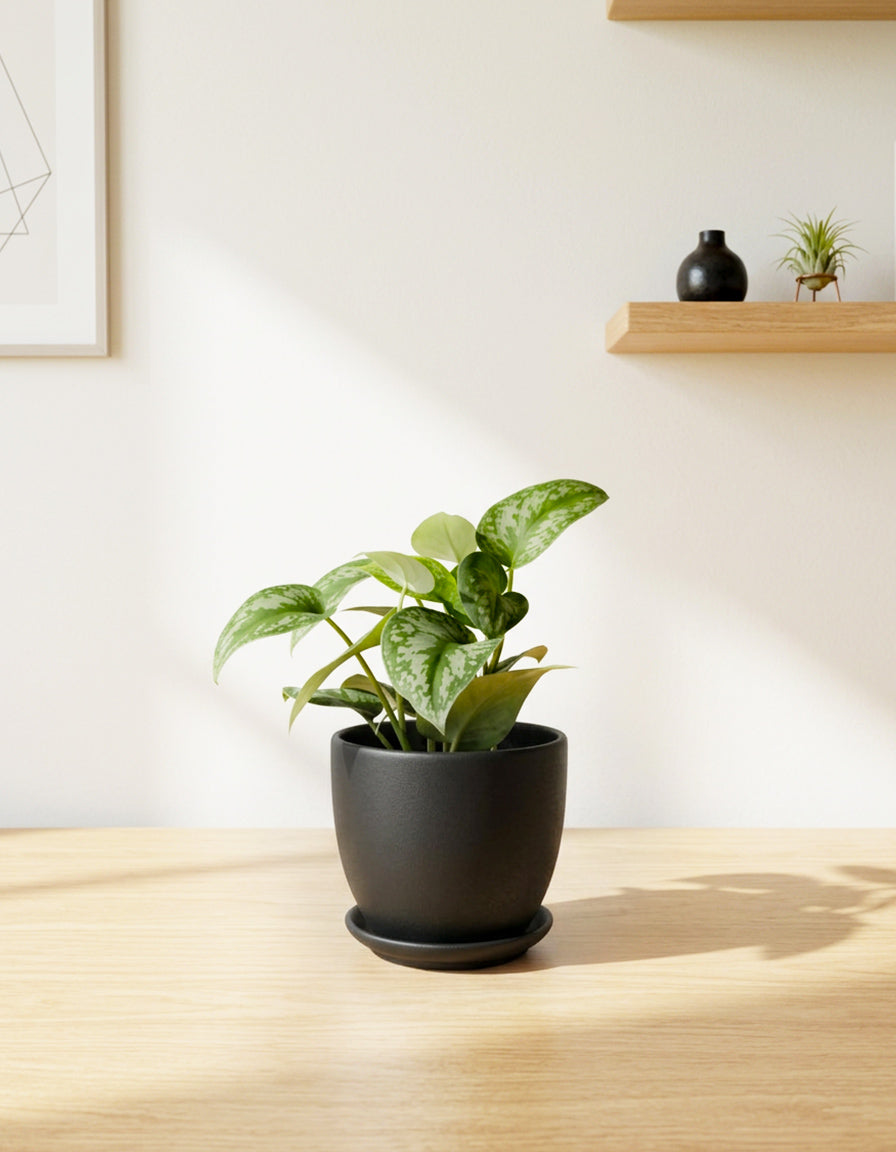 Aglaonema - Ceramic Pot