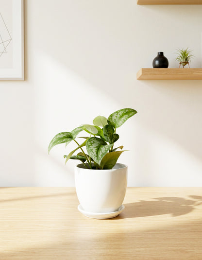 Aglaonema - Ceramic Pot