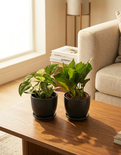 Aglaonema Bundle of Two