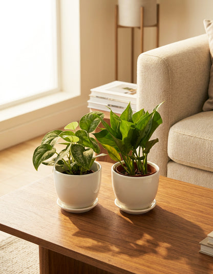 Aglaonema Bundle of Two