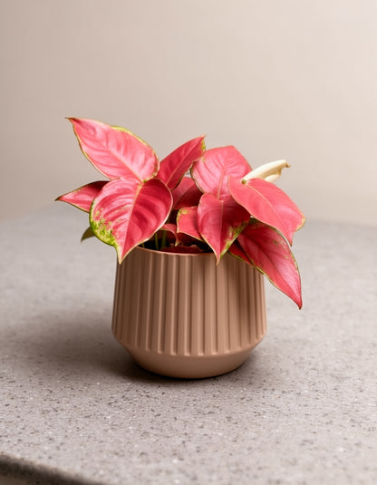 Aglaonema Table Top