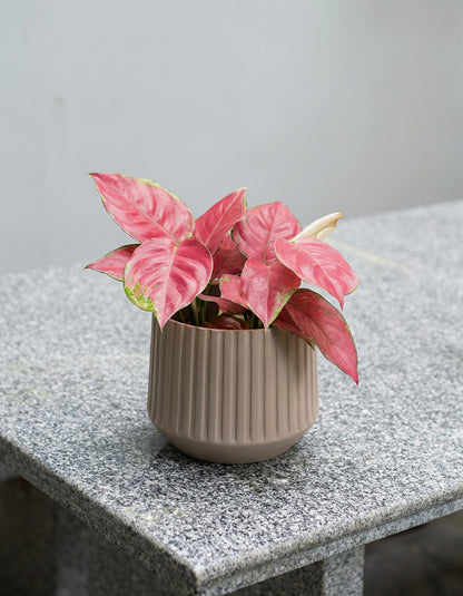 Aglaonema Table Top