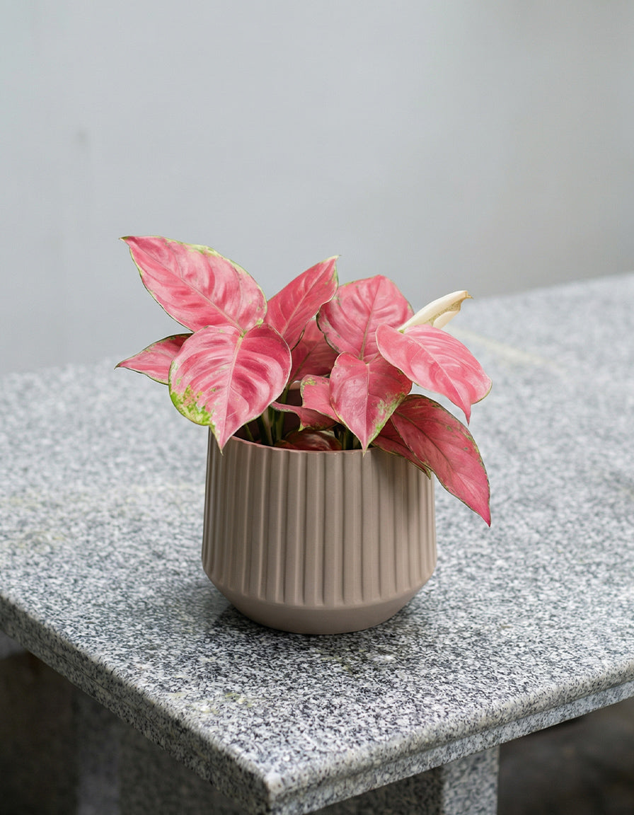 Aglaonema Table Top