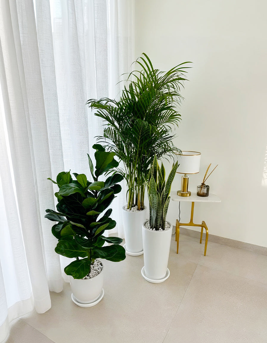 Air Purifier Bundle - Best Value