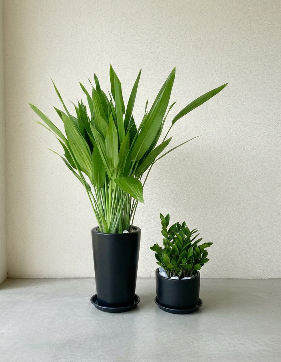 Air Purifier Starter Bundle - PROMOTION