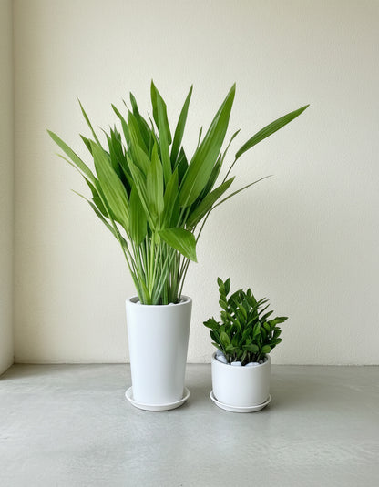 Aspiradas & ZZ Bundle