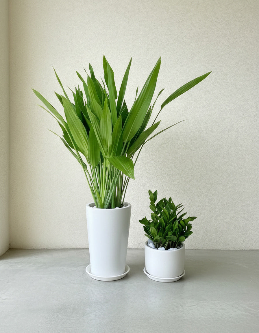 Air Purifier Starter Bundle - PROMOTION