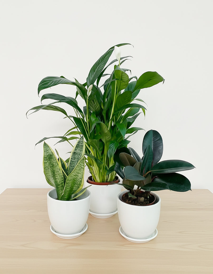 Air Purifier Table Top - Set of 3 - Best Value