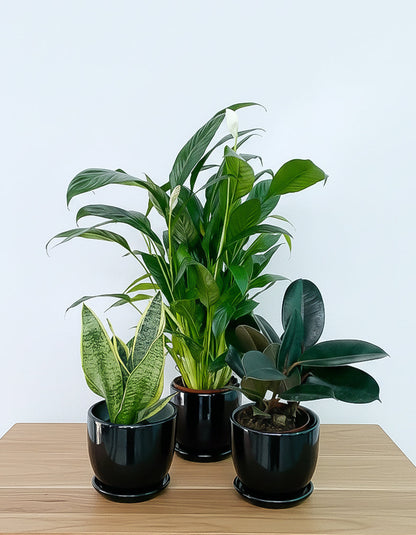 Air Purifier Table Top - Set of 3 - Best Value