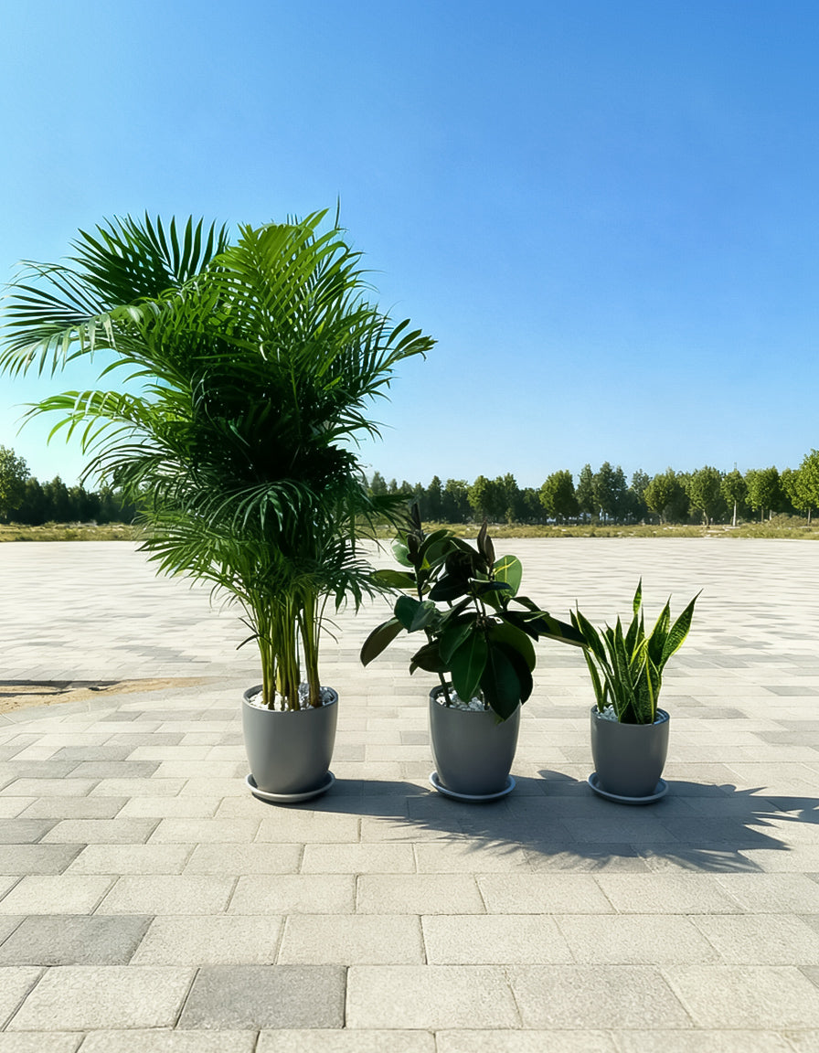 Air Purifying 3 Bundle - High Value