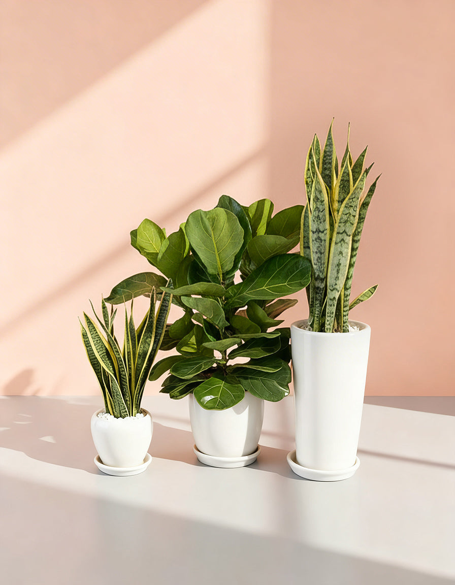 Air Purifying Bundle of 3 - Perfect for Beginners