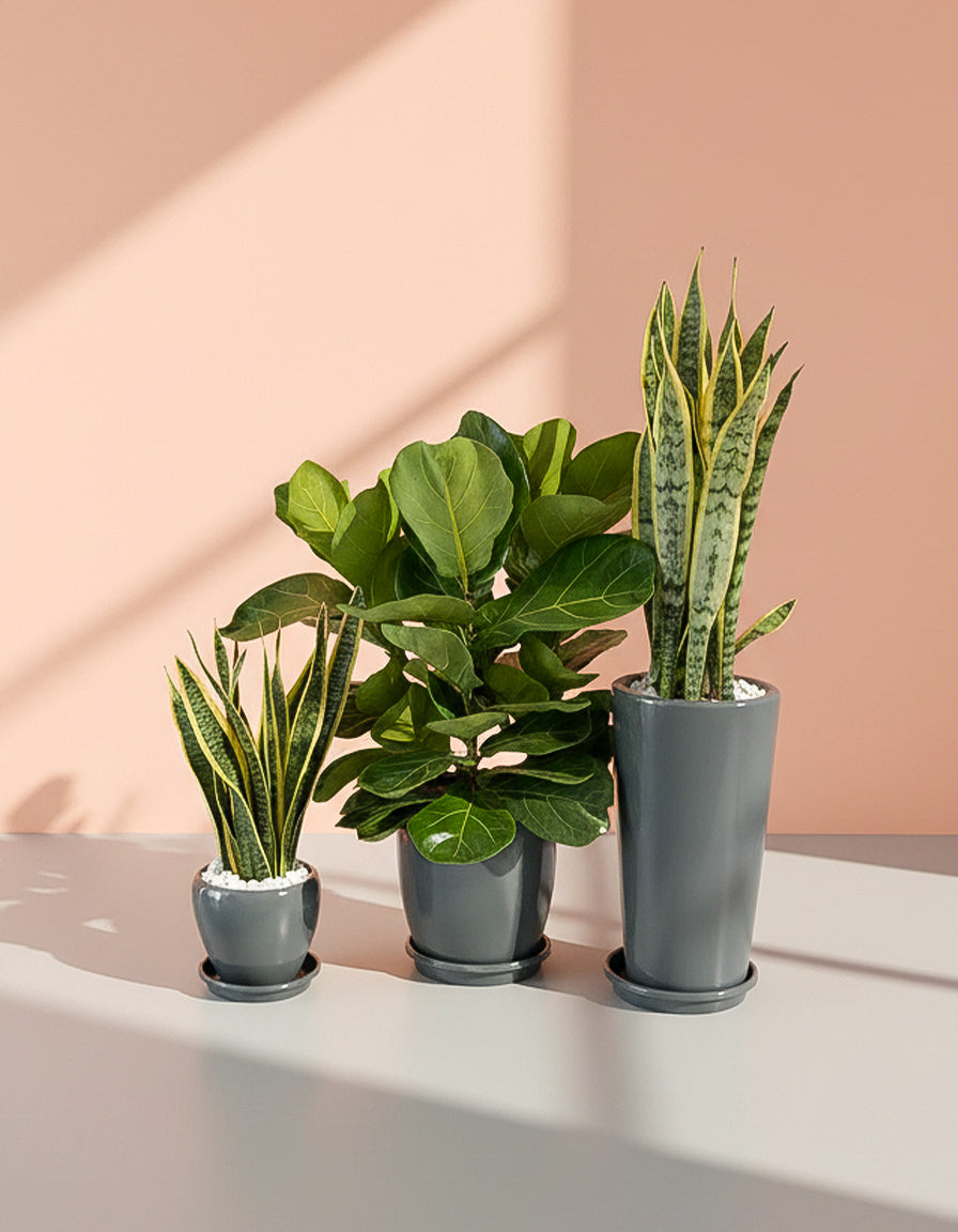 Air Purifying Bundle of 3 - Perfect for Beginners