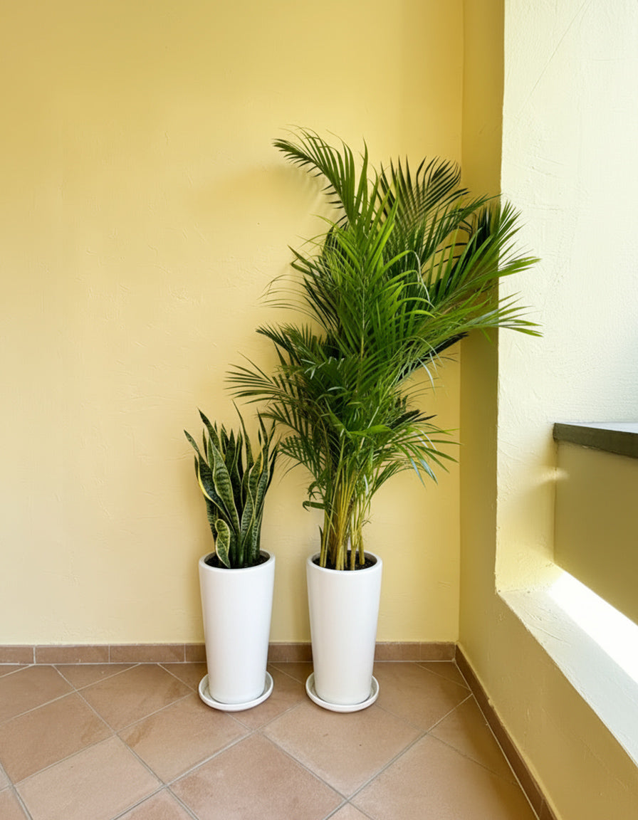 Air Purifying Bundle