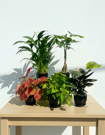 Air Purifying Table Top - Bundle of 5