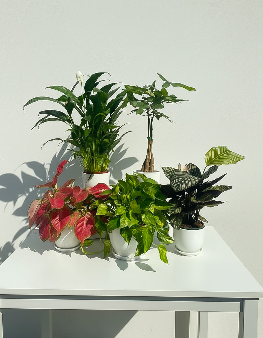 Air Purifying Table Top - Bundle of 5