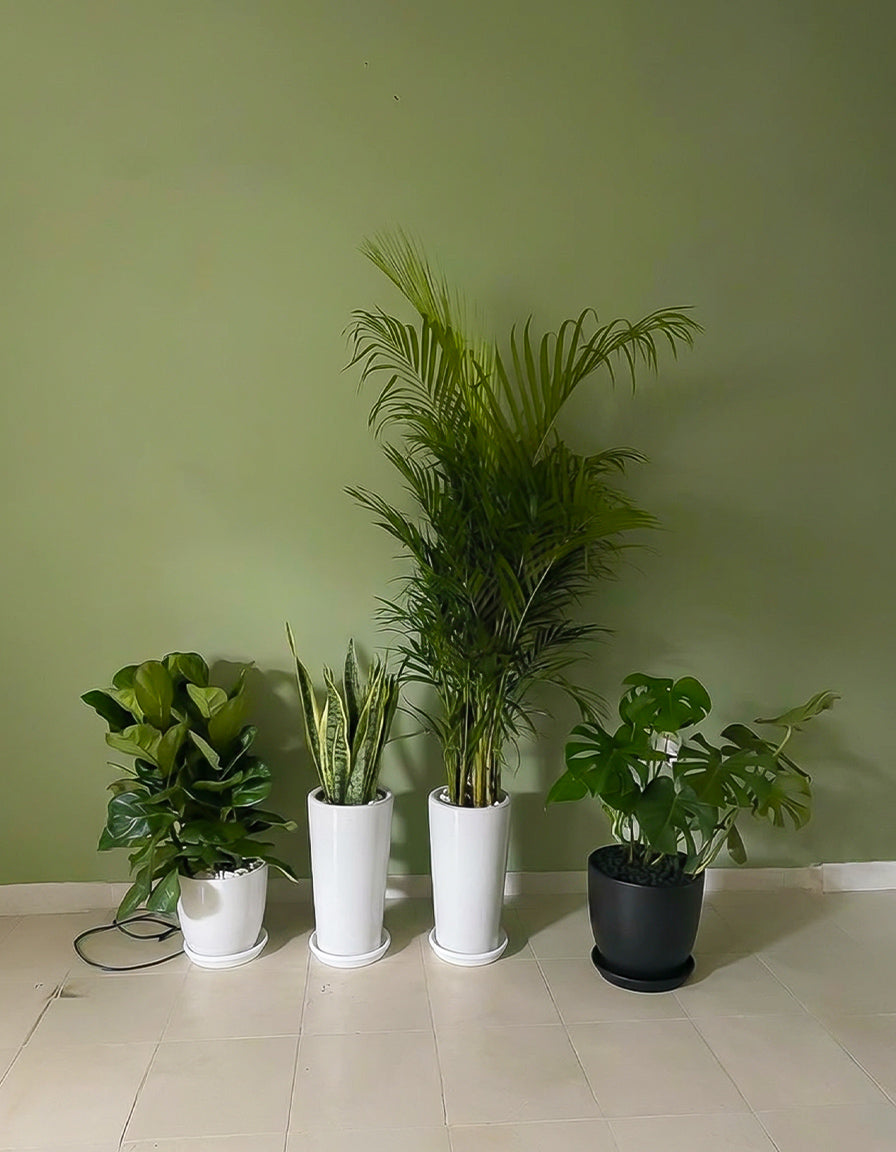 Air Purifying Bundle of 4