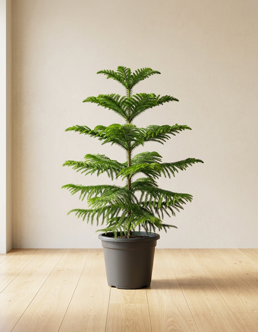 Araucaria - Nursery Pot