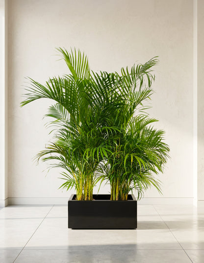 Areca Palm - Fiber Planter Arrangement