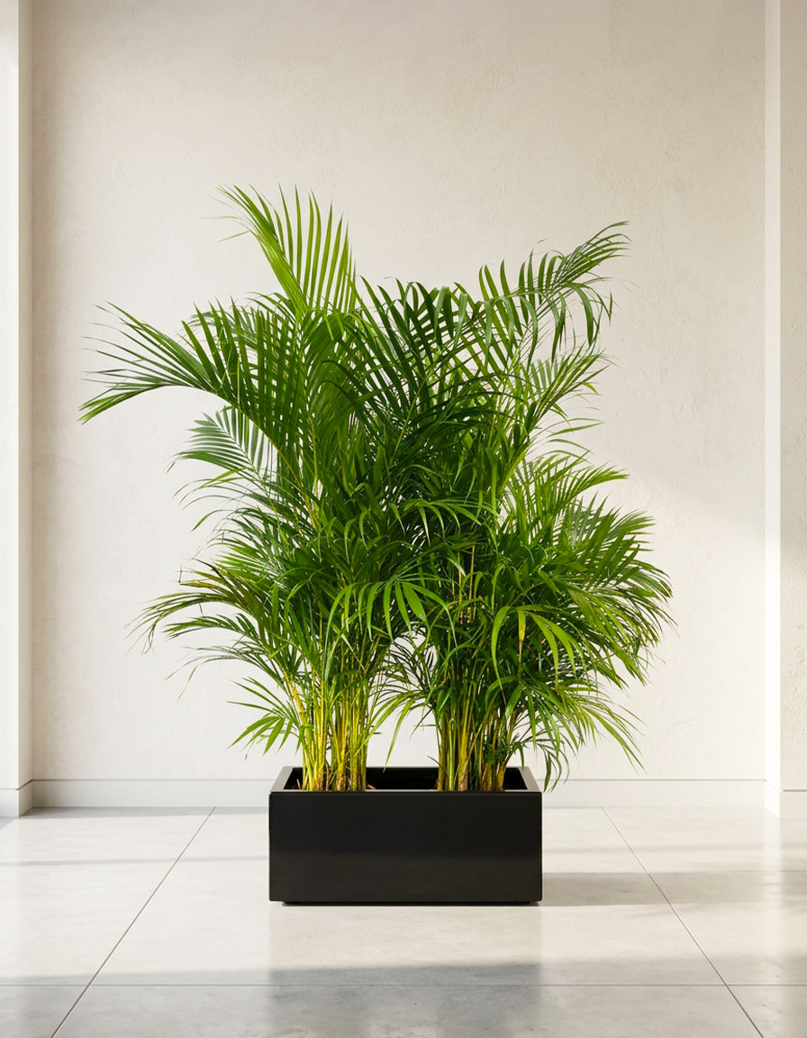 Areca Palm - Fiber Planter Arrangement