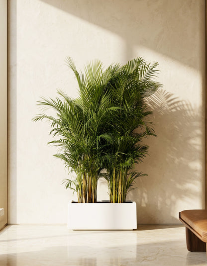 Areca Palm - Fiber Planter Arrangement