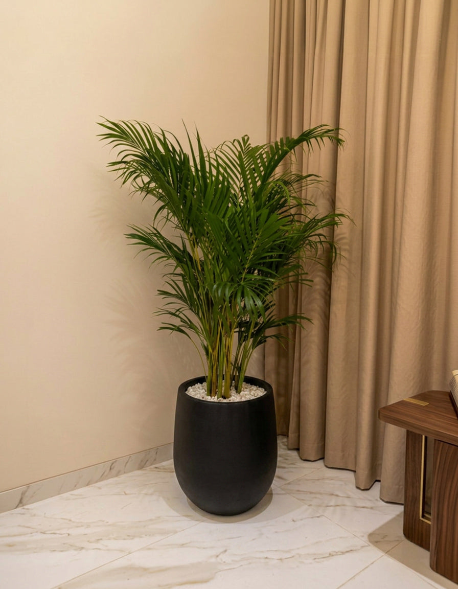 Areca Palm - Fiber Pot