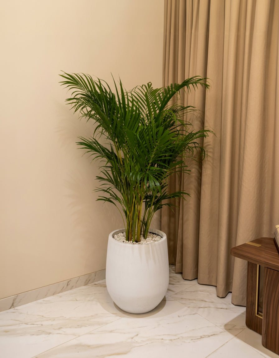 Areca Palm - Fiber Pot