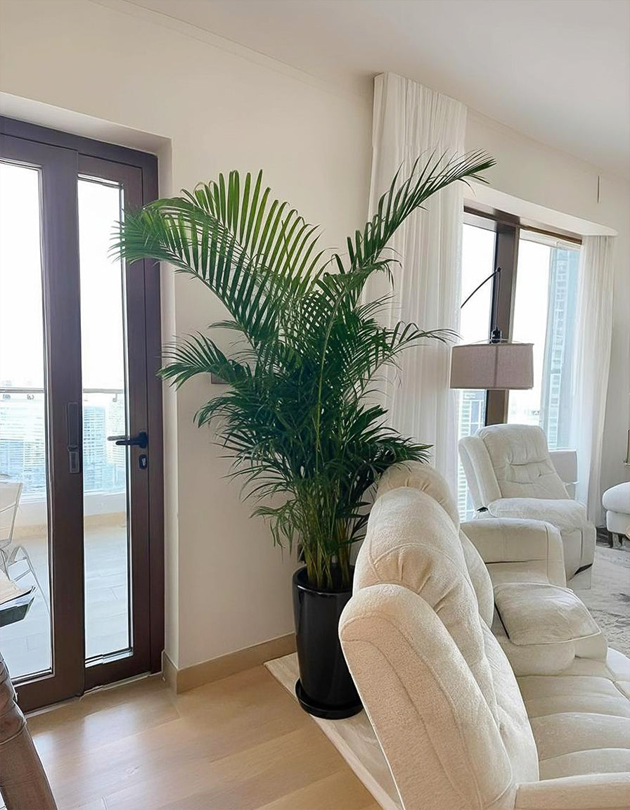 Areca Palm - Long Pot