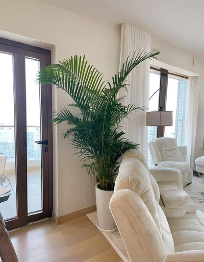 Areca Palm - Long Pot