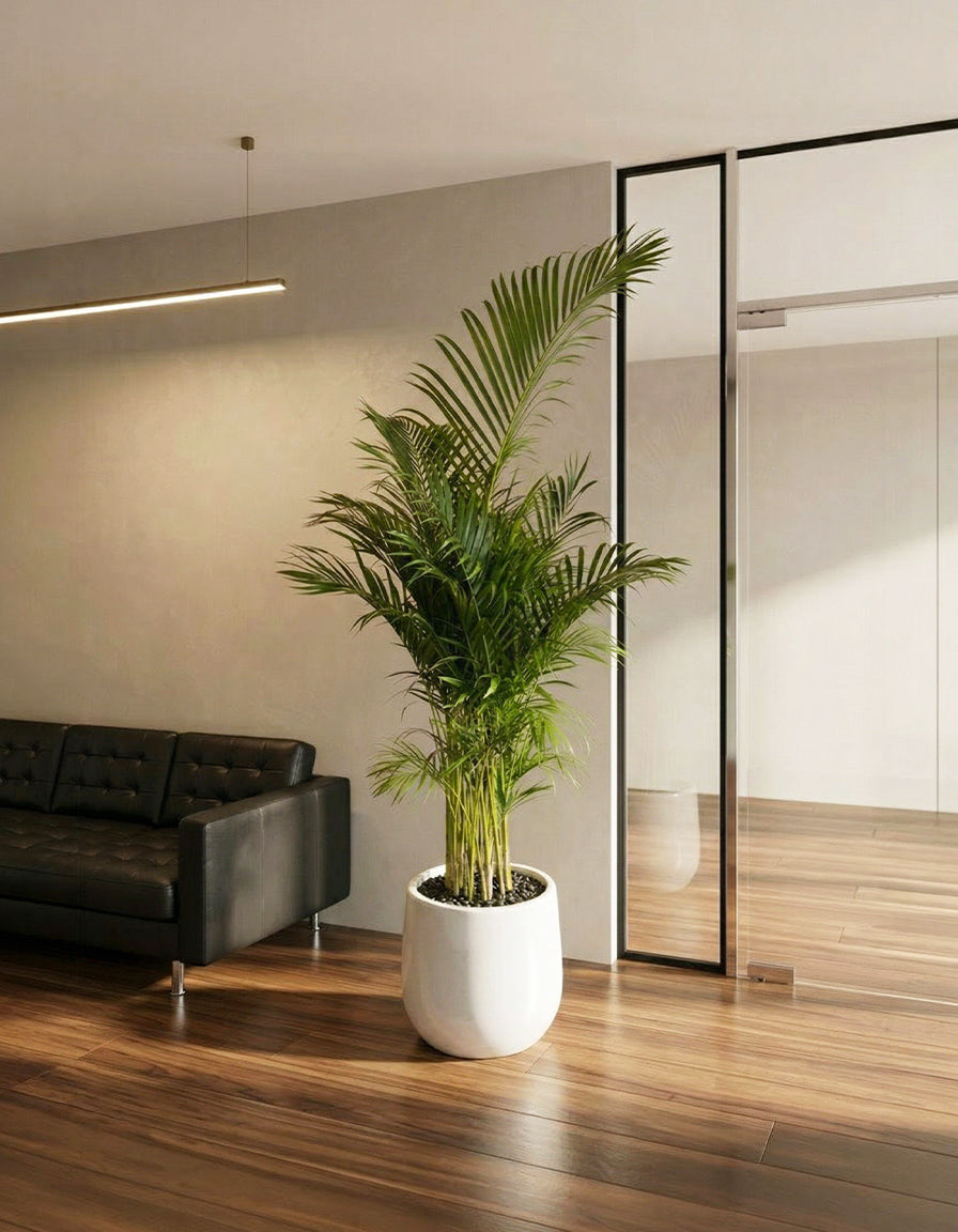 Areca Palm - Matte Fiber Pot