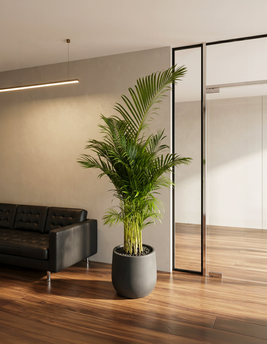 Areca Palm - Matte Fiber Pot