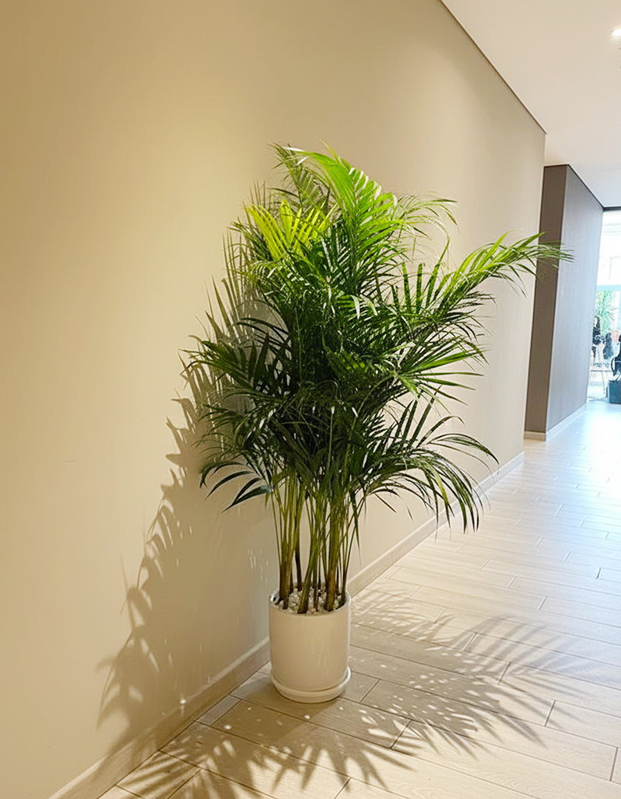Areca Palm - Medium