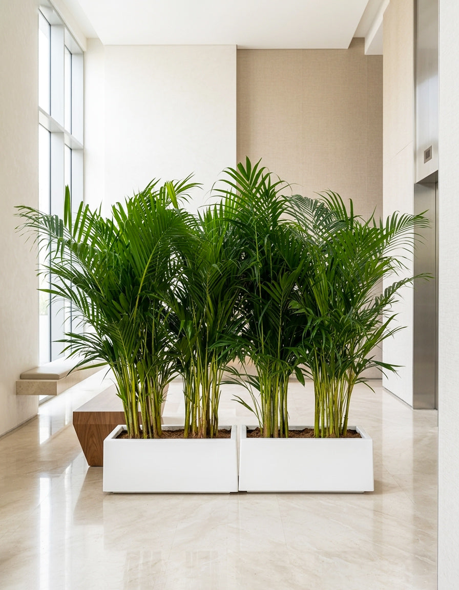 Areca Palm - Privacy Arrangement Bundle