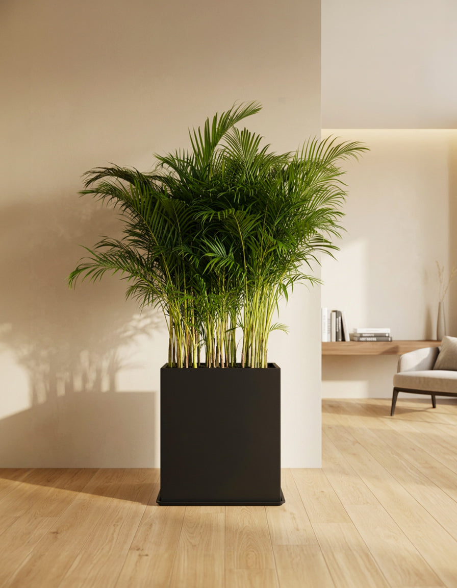 Areca Palm - Privacy Arrangement