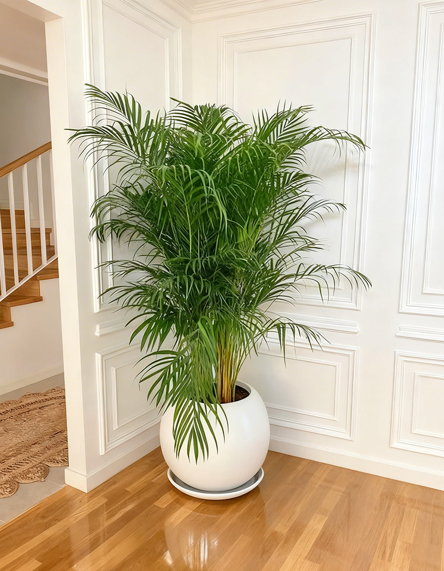 Areca Palm - Round Fiber Pot