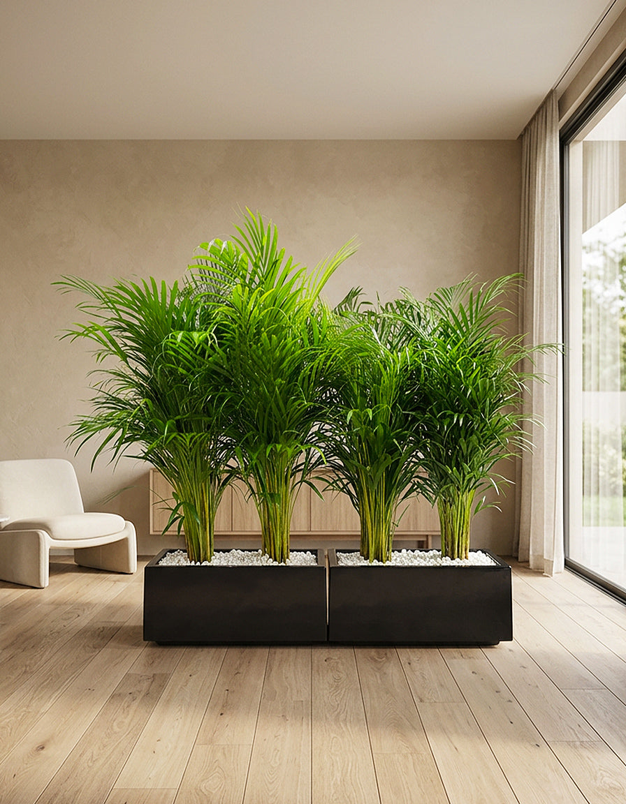 Areca Palm Arrangement - ( Premium Holland Quality )
