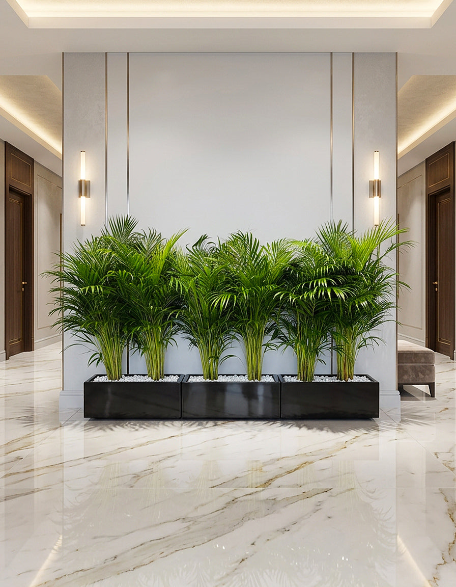 Areca Palm Arrangement  For 3 - ( Premium Quality )