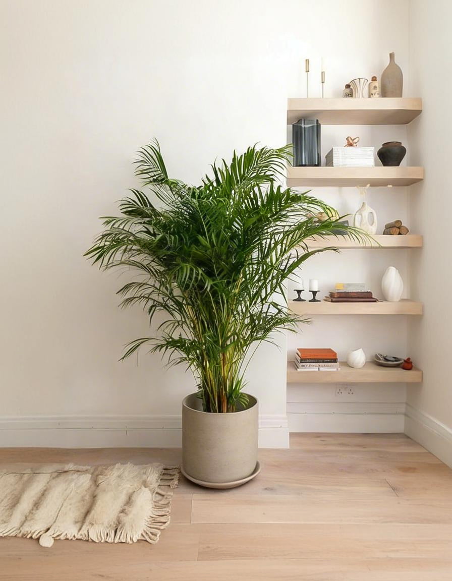 Areca Palm Fiber Pot