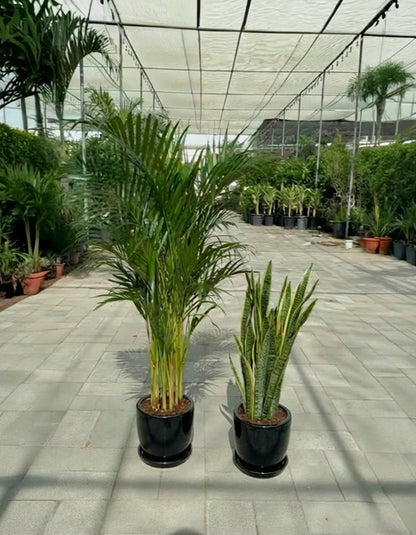 Areca & Snake - Promotion