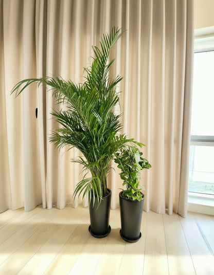 Areca & Money Bundle