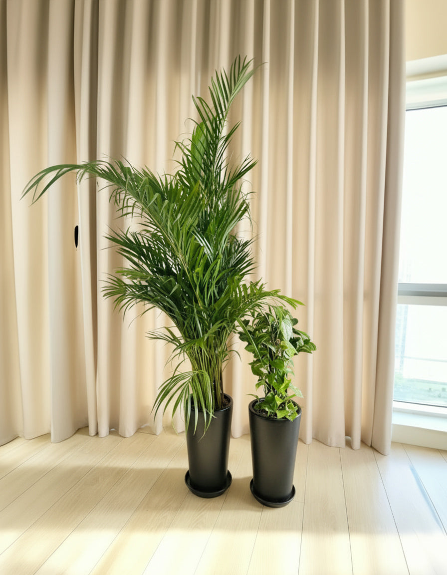 Areca & Money Bundle