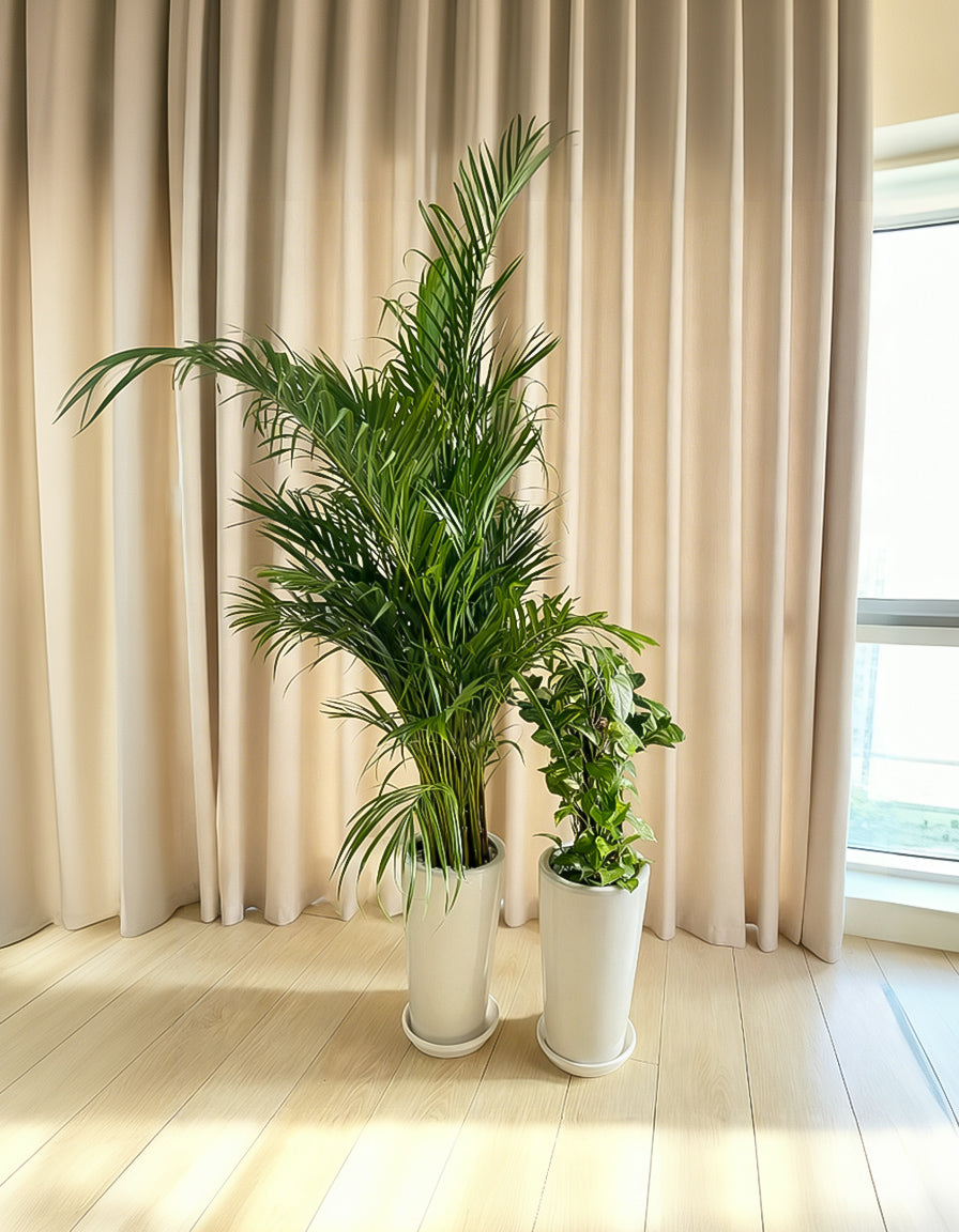 Areca & Money Bundle