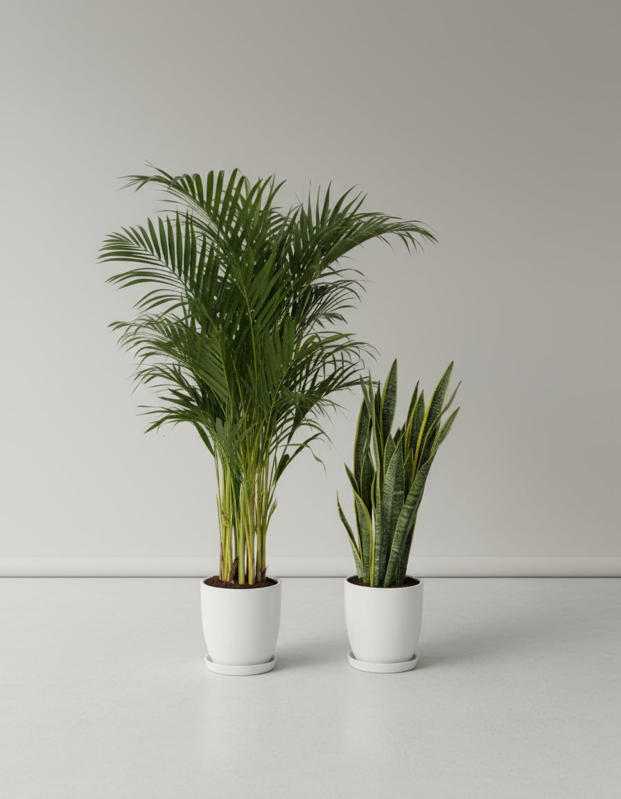 Areca & Snake - Promotion